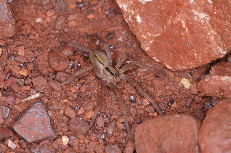 Miturga_lineata_D3483_Z_89_Karinji NP_Australie.jpg